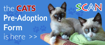 Cats Pre-Adoption Form Ad