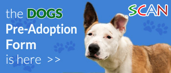 Dogs Pre-Adoption Form Ad
