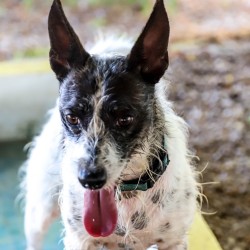 A dog up for adoption relaxing after a hot day in Costa Blanca, Spain.