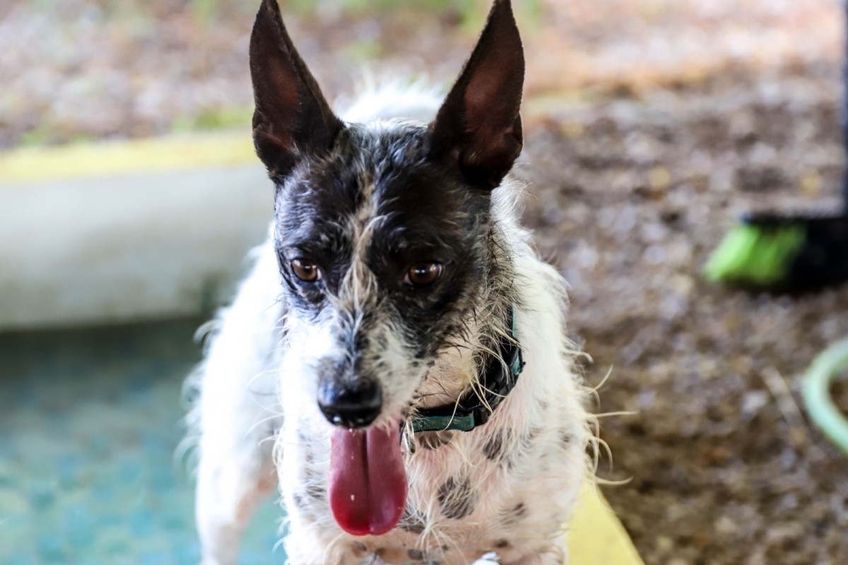 A dog up for adoption relaxing after a hot day in Costa Blanca, Spain.
