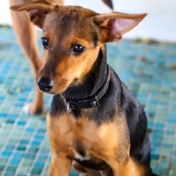 Sweet mixed brown and black puppy named Danko up for adoption.