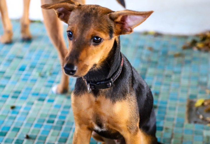 Sweet mixed brown and black puppy named Danko up for adoption.