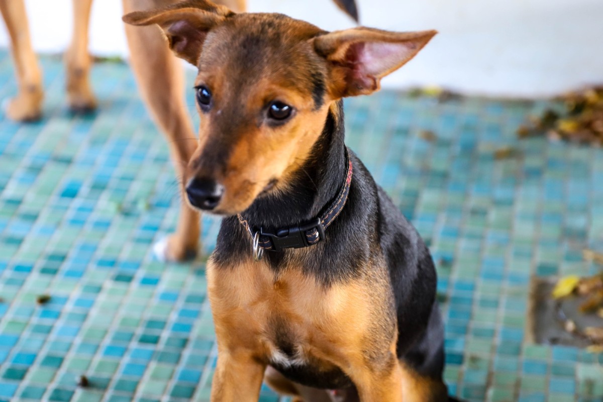 Sweet mixed brown and black puppy named Danko up for adoption.