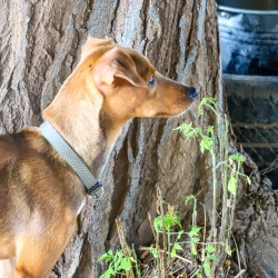 A loyal pup at SCAN just waiting to be adopted.