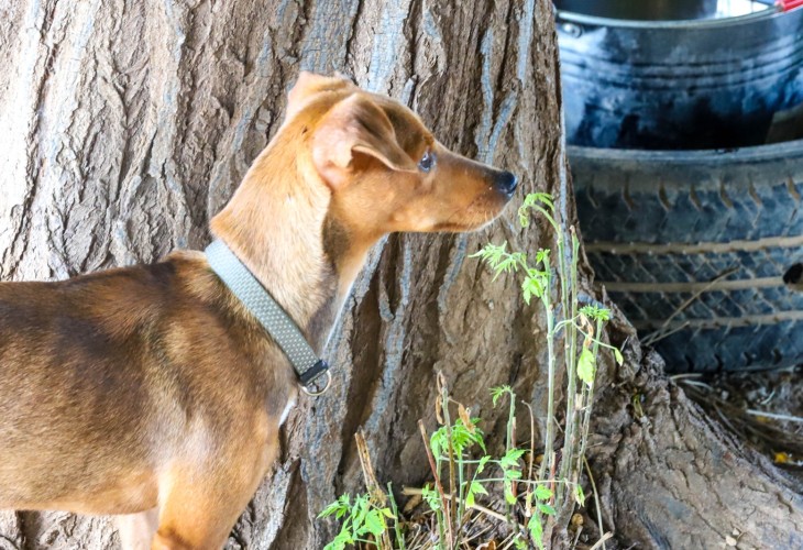 A loyal pup at SCAN just waiting to be adopted.