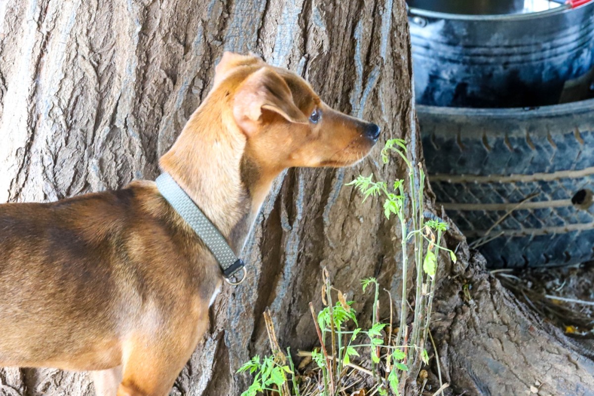 A loyal pup at SCAN just waiting to be adopted.