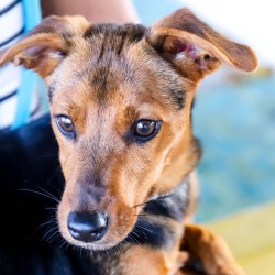 Wilbur a puppy just waiting at SCAN to be adopted.