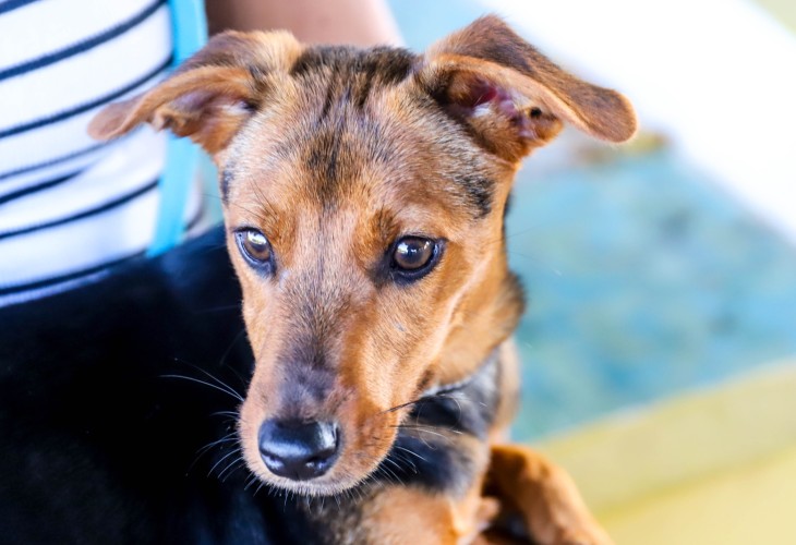 Wilbur a puppy just waiting at SCAN to be adopted.