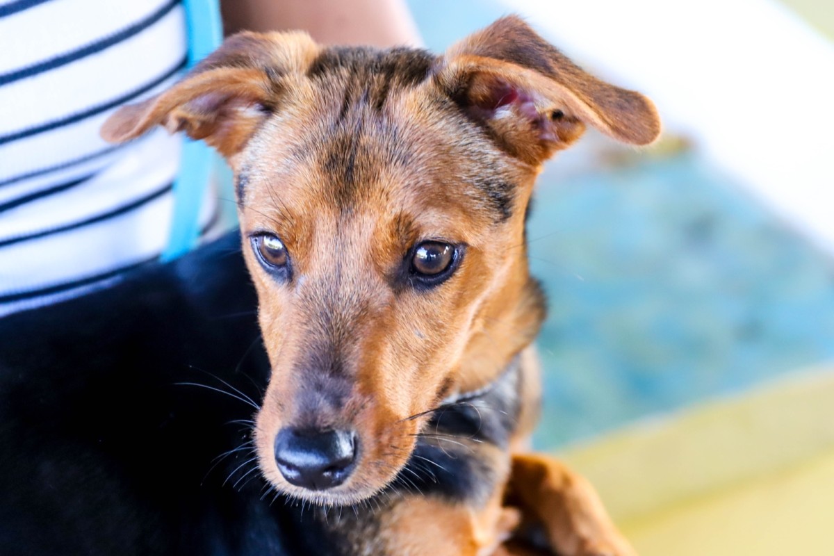Wilbur a puppy just waiting at SCAN to be adopted.