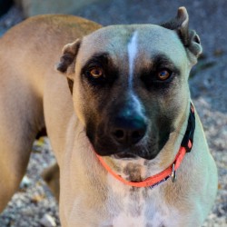 Lexi is up for adoption at S.C.A.N. Costa Blanca.