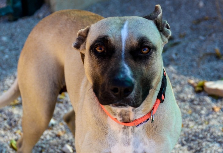 Lexi is up for adoption at S.C.A.N. Costa Blanca.