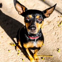 Perdita a black and tan dog is waiting for her forever home at SCAN in El Verger.