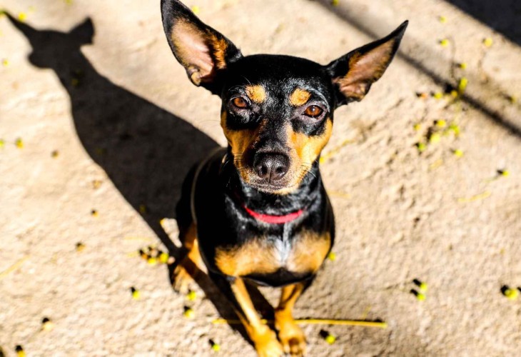 Perdita a black and tan dog is waiting for her forever home at SCAN in El Verger.