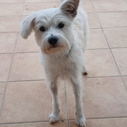 Adopt Mickey a white terrier mix that's available at S.C.A.N. in El Verger.