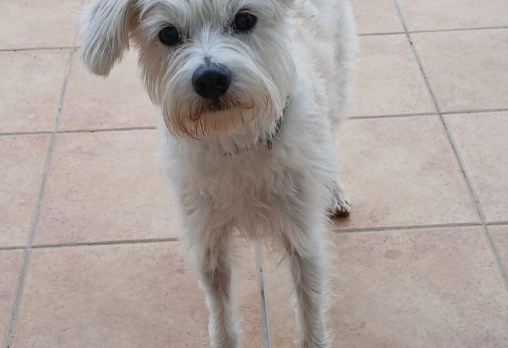 Adopt Mickey a white terrier mix that's available at S.C.A.N. in El Verger.