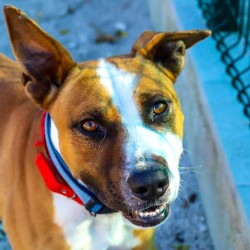 Sylvester is ready for adoption at S.C.A.N. in El Verger.