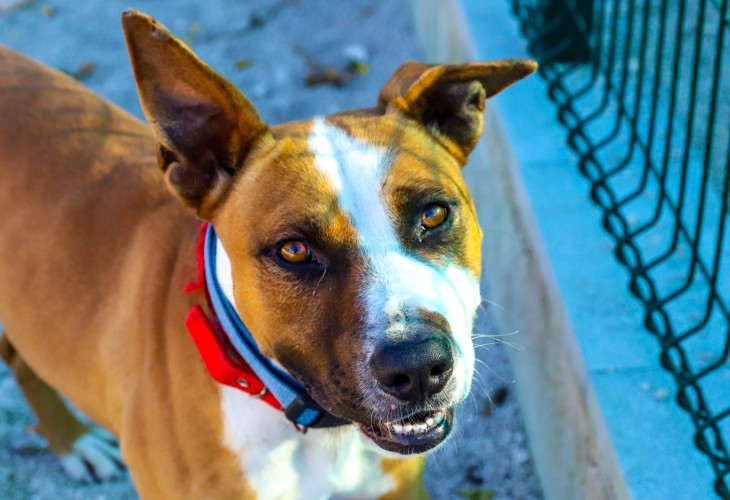 Sylvester is ready for adoption at S.C.A.N. in El Verger.
