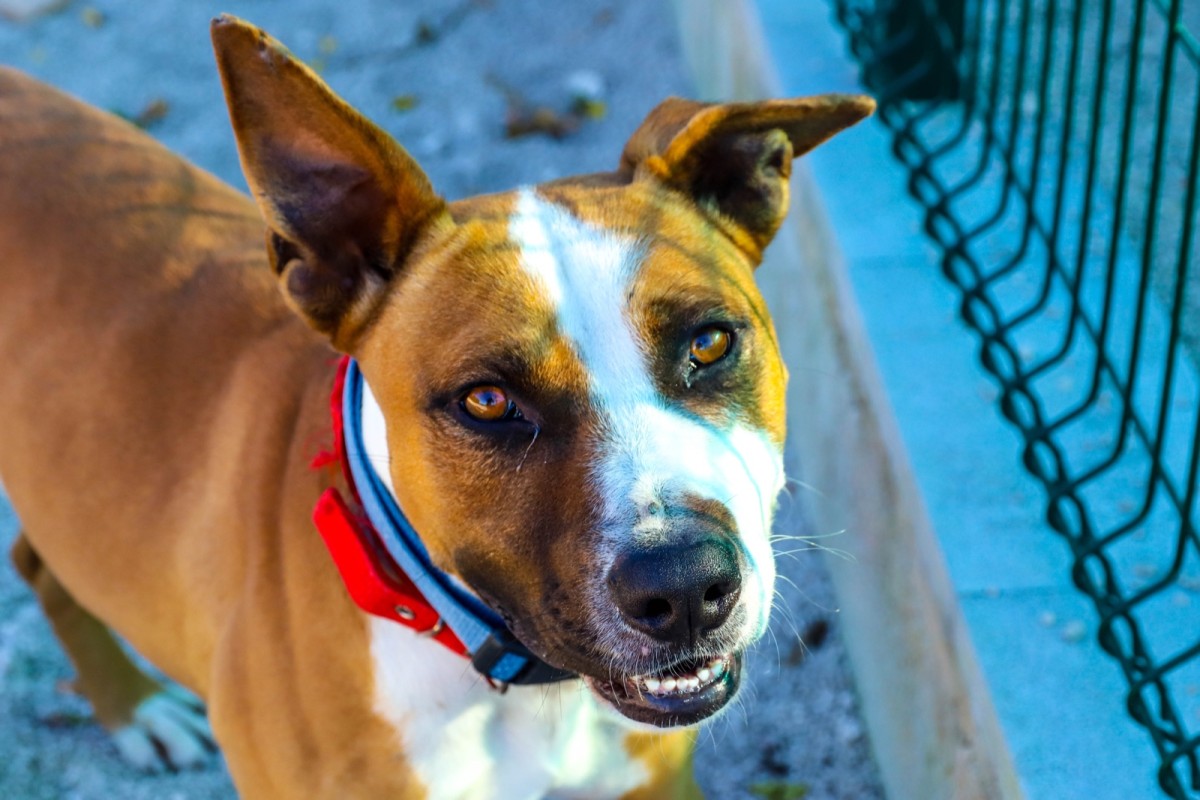 Sylvester is ready for adoption at S.C.A.N. in El Verger.